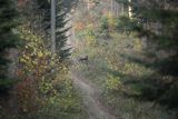  jeleń szlachetny, europejski, Cervus elaphus elaphus
jeleń karpacki, Bieszczady