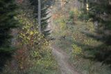  jeleń szlachetny, europejski, Cervus elaphus elaphus
jeleń karpacki, Bieszczady