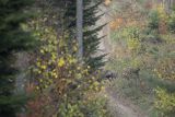  jeleń szlachetny, europejski, Cervus elaphus elaphus
jeleń karpacki, Bieszczady