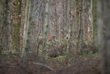  jeleń szlachetny, europejski, Cervus elaphus elaphus
jeleń karpacki, Bieszczady