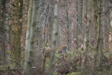  jeleń szlachetny, europejski, Cervus elaphus elaphus
jeleń karpacki, Bieszczady