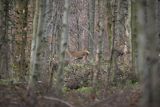  jeleń szlachetny, europejski, Cervus elaphus elaphus
jeleń karpacki, Bieszczady