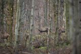  jeleń szlachetny, europejski, Cervus elaphus elaphus
jeleń karpacki, Bieszczady