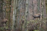  jeleń szlachetny, europejski, Cervus elaphus elaphus
jeleń karpacki, Bieszczady