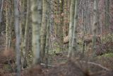  jeleń szlachetny, europejski, Cervus elaphus elaphus
jeleń karpacki, Bieszczady