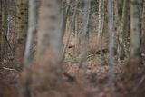  jeleń szlachetny, europejski, Cervus elaphus elaphus
jeleń karpacki, Bieszczady