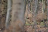  jeleń szlachetny, europejski, Cervus elaphus elaphus
jeleń karpacki, Bieszczady