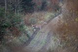  jeleń szlachetny, europejski, Cervus elaphus elaphus
jeleń karpacki, Bieszczady