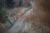  jeleń szlachetny, europejski, Cervus elaphus elaphus
jeleń karpacki, Bieszczady