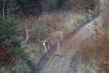  jeleń szlachetny, europejski, Cervus elaphus elaphus
jeleń karpacki, Bieszczady