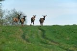 jeleń szlachetny, europejski, Cervus elaphus elaphus jeleń karpacki, bieszczadzki