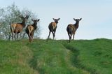 jeleń szlachetny, europejski, Cervus elaphus elaphus jeleń karpacki, bieszczadzki