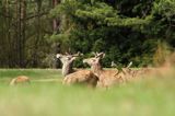 jeleń szlachetny, europejski, Cervus elaphus elaphus jeleń karpacki,Bieszczady