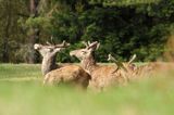 jeleń szlachetny, europejski, Cervus elaphus elaphus jeleń karpacki,Bieszczady