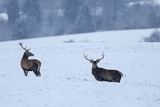  jeleń szlachetny, europejski, Cervus elaphus elaphus
jeleń karpacki,byki na łące