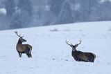  jeleń szlachetny, europejski, Cervus elaphus elaphus
jeleń karpacki,byki na łące