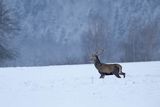  jeleń szlachetny, europejski, Cervus elaphus elaphus
jeleń karpacki, byk na łące