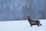  jeleń szlachetny, europejski, Cervus elaphus elaphus
jeleń karpacki, byk na łące