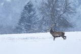  jeleń szlachetny, europejski, Cervus elaphus elaphus
jeleń karpacki, byk na łące