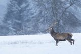  jeleń szlachetny, europejski, Cervus elaphus elaphus
jeleń karpacki, byk na łące