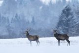  jeleń szlachetny, europejski, Cervus elaphus elaphus
jeleń karpacki, byki na łące