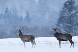  jeleń szlachetny, europejski, Cervus elaphus elaphus
jeleń karpacki, byki na łące