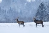  jeleń szlachetny, europejski, Cervus elaphus elaphus
jeleń karpacki, byki na łące