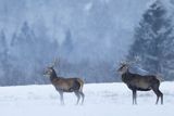  jeleń szlachetny, europejski, Cervus elaphus elaphus
jeleń karpacki, byki na łące