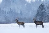  jeleń szlachetny, europejski, Cervus elaphus elaphus
jeleń karpacki, byki na łące