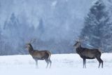  jeleń szlachetny, europejski, Cervus elaphus elaphus
jeleń karpacki, byki na łące