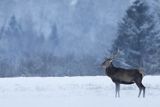  jeleń szlachetny, europejski, Cervus elaphus elaphus
jeleń karpacki, byk na łące