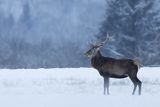  jeleń szlachetny, europejski, Cervus elaphus elaphus
jeleń karpacki, byk na łące