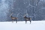  jeleń szlachetny, europejski, Cervus elaphus elaphus
jeleń karpacki, byki na łące