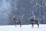  jeleń szlachetny, europejski, Cervus elaphus elaphus
jeleń karpacki, byki na łące