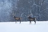  jeleń szlachetny, europejski, Cervus elaphus elaphus
jeleń karpacki, byki na łące