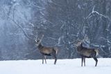  jeleń szlachetny, europejski, Cervus elaphus elaphus
jeleń karpacki, byki na łące