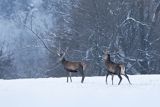  jeleń szlachetny, europejski, Cervus elaphus elaphus
jeleń karpacki, byki na łące