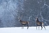  jeleń szlachetny, europejski, Cervus elaphus elaphus
jeleń karpacki, byki na łące