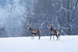  jeleń szlachetny, europejski, Cervus elaphus elaphus
jeleń karpacki, byki na łące