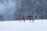  jeleń szlachetny, europejski, Cervus elaphus elaphus
jeleń karpacki, byki na łące