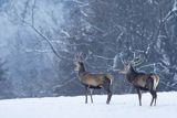  jeleń szlachetny, europejski, Cervus elaphus elaphus
jeleń karpacki, byki na łące