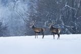  jeleń szlachetny, europejski, Cervus elaphus elaphus
jeleń karpacki, byki na łące