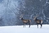  jeleń szlachetny, europejski, Cervus elaphus elaphus
jeleń karpacki, byki na łące