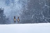  jeleń szlachetny, europejski, Cervus elaphus elaphus
jeleń karpacki, byki na łące