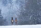  jeleń szlachetny, europejski, Cervus elaphus elaphus
jeleń karpacki, byki na łące