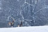  jeleń szlachetny, europejski, Cervus elaphus elaphus
jeleń karpacki, byki na łące