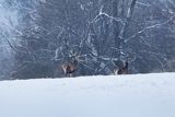  jeleń szlachetny, europejski, Cervus elaphus elaphus
jeleń karpacki, byki na łące