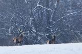  jeleń szlachetny, europejski, Cervus elaphus elaphus
jeleń karpacki, byki na łące