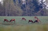 stado kawalerów, jeleń szlachetny, europejski, Cervus elaphus elaphus jeleń karpacki