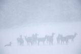  jeleń szlachetny, europejski, Cervus elaphus elaphus
jeleń karpacki, łanie i młodzież na łące